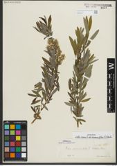 Foto von Salix repens subsp. rosmarinifolia (L.) Andersson
